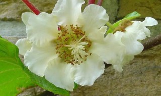 雌花和雄花的区别（黄瓜雌花和雄花的区别）