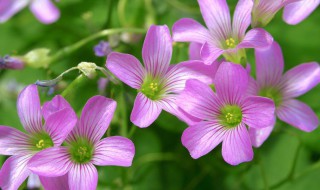 苜蓿花花语（苜蓿花 花语）