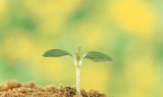 双子叶植物种子和单子叶植物的区别 双子叶植物种子和单子叶植物种子的区别