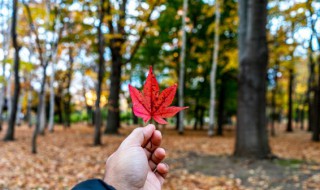 秋天的天气变化有哪些变化 秋天的天气变化有哪些变化作文