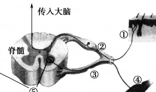 反射弧各部分具体组成是什么 反射弧各个部分的作用分别是什么