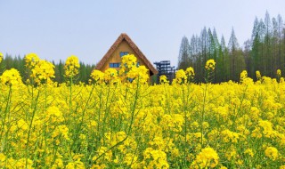 油菜花的形状像什么（油菜花的形状像什么东西）