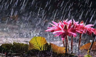 梅雨季节什么时候 梅雨季节什么时候结束