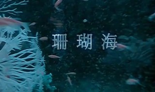 珊瑚海歌词（周杰伦珊瑚海歌词）