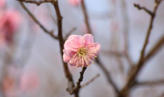 梅花有什么象征意义（梅花有什么象征意义?引发了你怎样的思考）