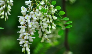 洋槐花制茶 洋槐花泡茶怎么做