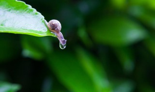 关于雨后景象的名言 关于雨后景象的诗