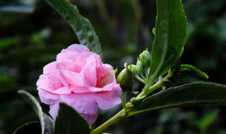 凤仙花的种植方法（凤仙花的种植方法和注意事项）