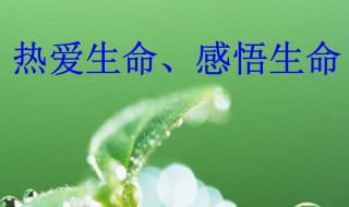 生命的作文（生命的作文500字）