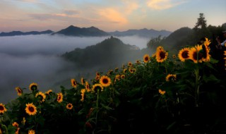 葵花籽怎么种植方法 葵花籽怎么种植方法图片