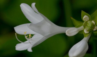 白玉簪花的养殖方法 白玉簪花的养殖方法和注意事项