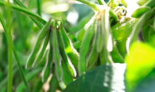 毛豆种植技术和管理方法（毛豆种植技术和管理方法专家讲座）