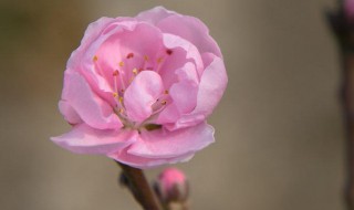 寿星桃花盆景养殖方法 寿星桃梅花