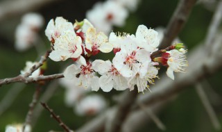 樱花嫁接时间和方法 樱花嫁接视频教程