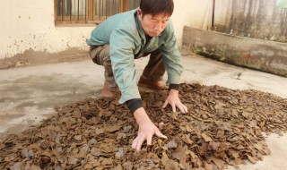 豆饼肥料的使用方法（豆饼肥料的使用方法图解）