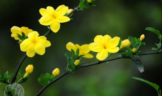 迎春花的花蕊是什么颜色的（迎春花花蕊形状）