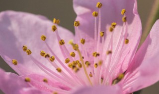 桃花的花心是什么颜色的 桃花的花心是怎么样的