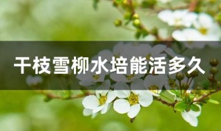 干支雪柳能活多久（干支雪柳真的能开花吗）