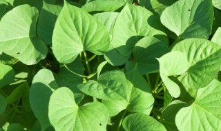 植物茎叶对植物生存有什么作用 植物茎叶对植物生存有什么作用和意义