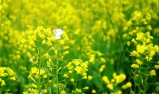 油菜花的生长环境特点（油菜花的生存环境）