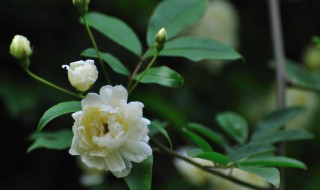 木香花为什么不能种（红木香一年开几次花）