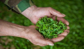 四大名茶之一的龙井茶产地是（四大名茶之一的龙井茶产地是哪里）