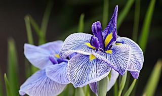 鸢尾花隐藏花语（鸢尾花隐藏花语是什么）