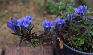 龙胆花寓意（龙胆花花语是什么）