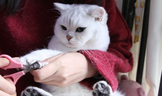 让猫自愿剪指甲小妙招 猫剪指甲咬人就跟疯了一样