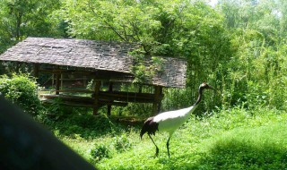 安吉百草园景点介绍（安吉百草园景点介绍 项目简介）