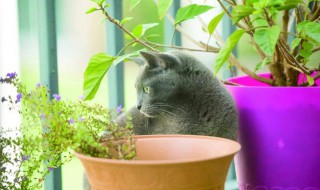 猫薄荷怎么用（猫薄荷怎么用法）