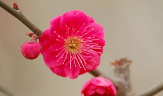 什么的梅花 什么的梅花填空一年级