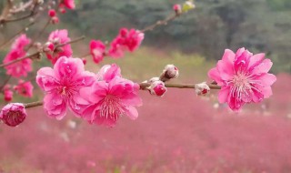 桃花有什么颜色 桃花有什么颜色和形态