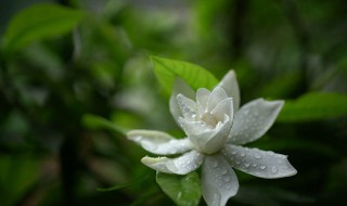 栀子花修剪时间和方法 小叶栀子花修剪时间和方法