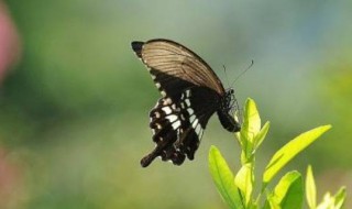 蝴蝶特点 蝴蝶外形特点