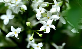 五瓣丁香花的含义（五瓣丁香的花语和象征意义）