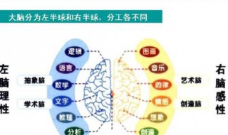 左脑思维和右脑思维有什么区别 左脑思维和右脑思维有什么区别呢