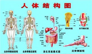 成年人身上有多少块骨骼（人体有多少骨骼组成）