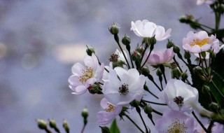 野蔷薇花语 野蔷薇花语和寓意