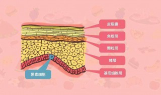 怎么补充胶原蛋白 怎么补充胶原蛋白最有效