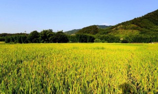 希望的田野上歌词（在希望的田野歌词简谱图片）