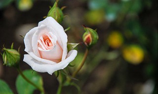 玫瑰花是什么季节开的（玫瑰花是什么季节开的花图片）