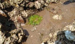 海葵怎么储藏（海葵怎么保鲜）