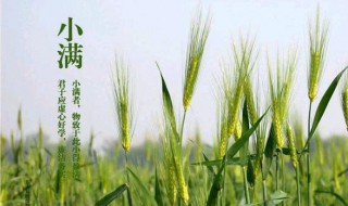 小满节气吃什么水果（小满节气吃什么水果蔬菜）