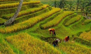 芒种安苗是什么地方的 搜一下芒种