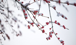 殇雪歌词 殇雪歌词 云菲菲