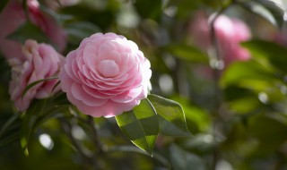 花的歌词 花的歌词鞠婧祎