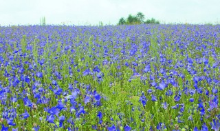 桔梗种植技术介绍 桔梗种植技术介绍图片