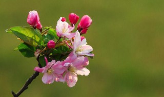 海棠花为什么叫断肠花 海棠花为什么叫断肠花,海棠花为什么没有香味