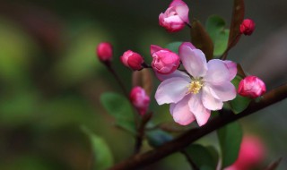 海棠花有什么寓意 海棠花的寓意和象征